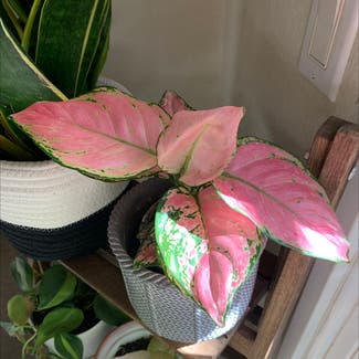 Chinese Evergreen Valentine plant in Vacaville, California