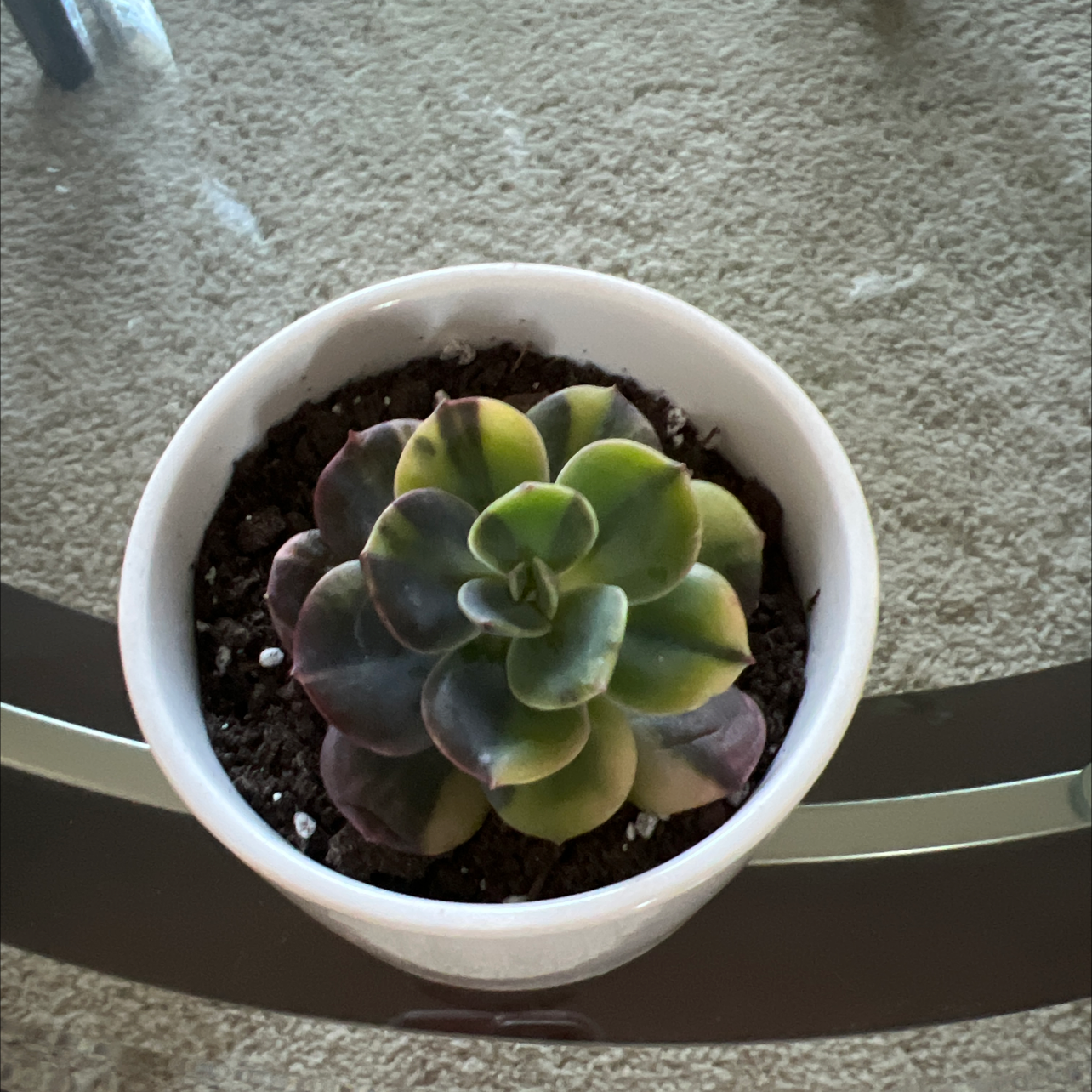 Photo of the plant species Variegated Blue Metal Echeveria by @Cccsuccs named Daphne on Greg, the plant care app