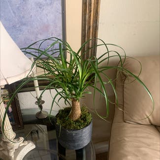 Ponytail Palm plant in Vacaville, California