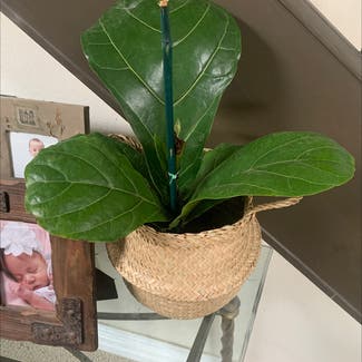 Fiddle Leaf Fig plant in Vacaville, California