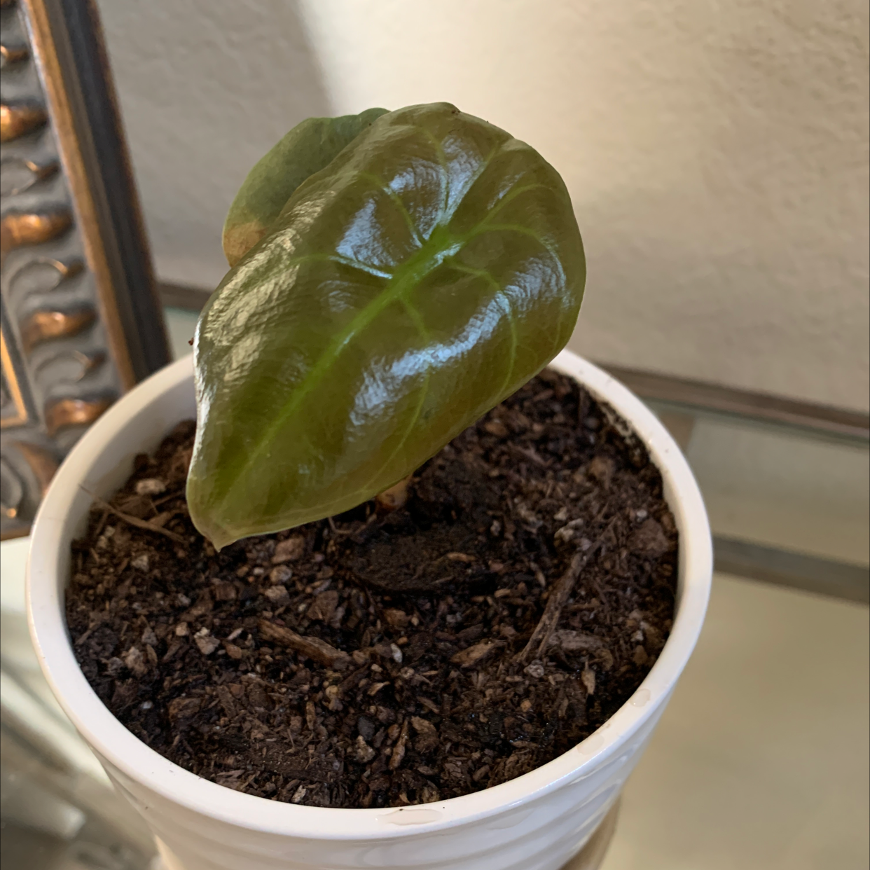 Jewel Alocasia plant in a white pot with a single glossy leaf and visible soil.