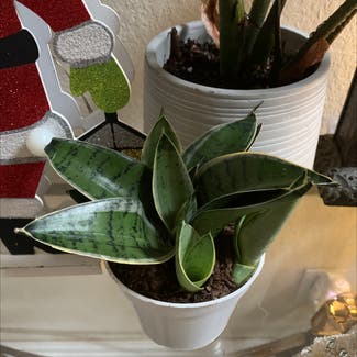 Snake Plant plant in Vacaville, California