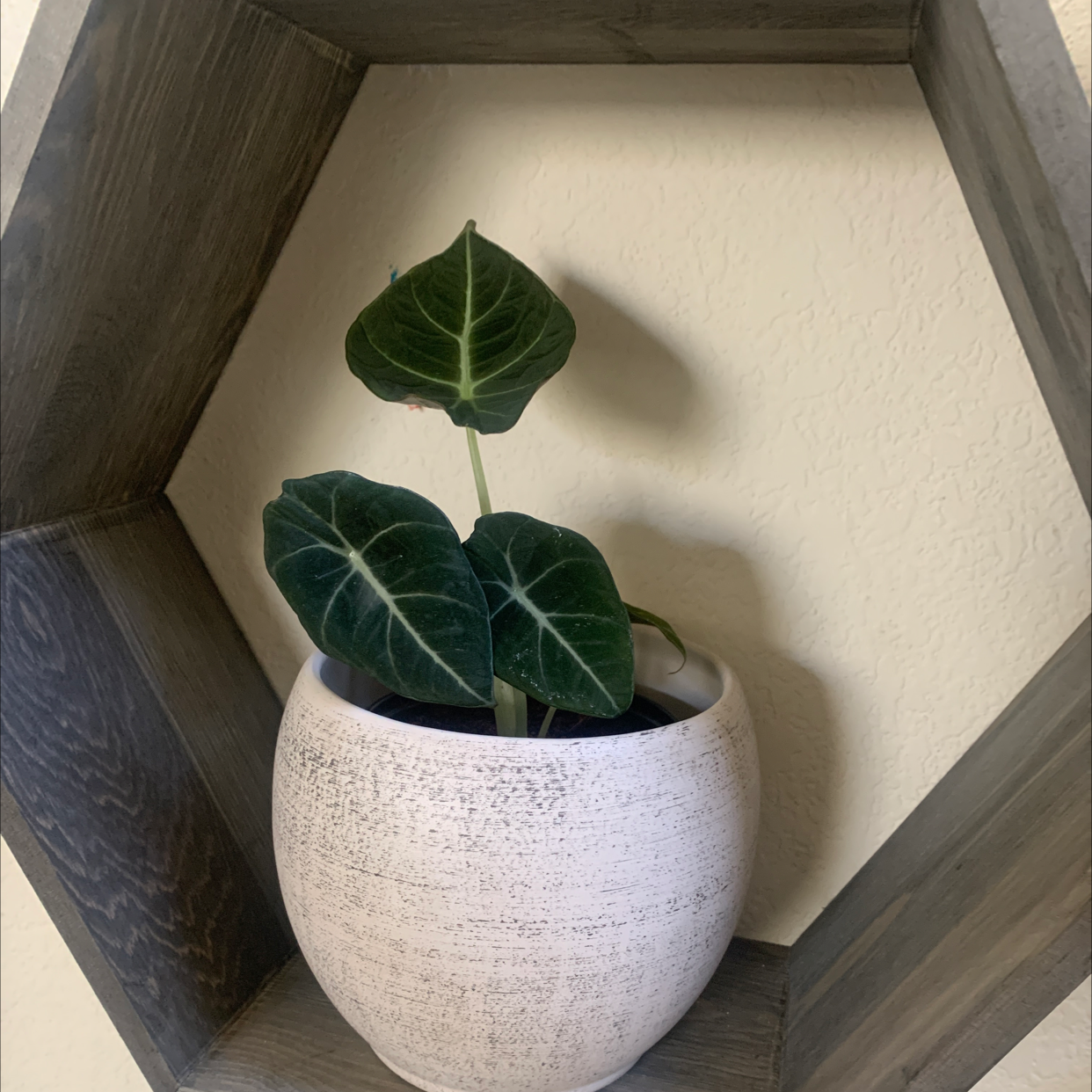 Black Velvet Alocasia plant in a white pot on a hexagonal wooden shelf.