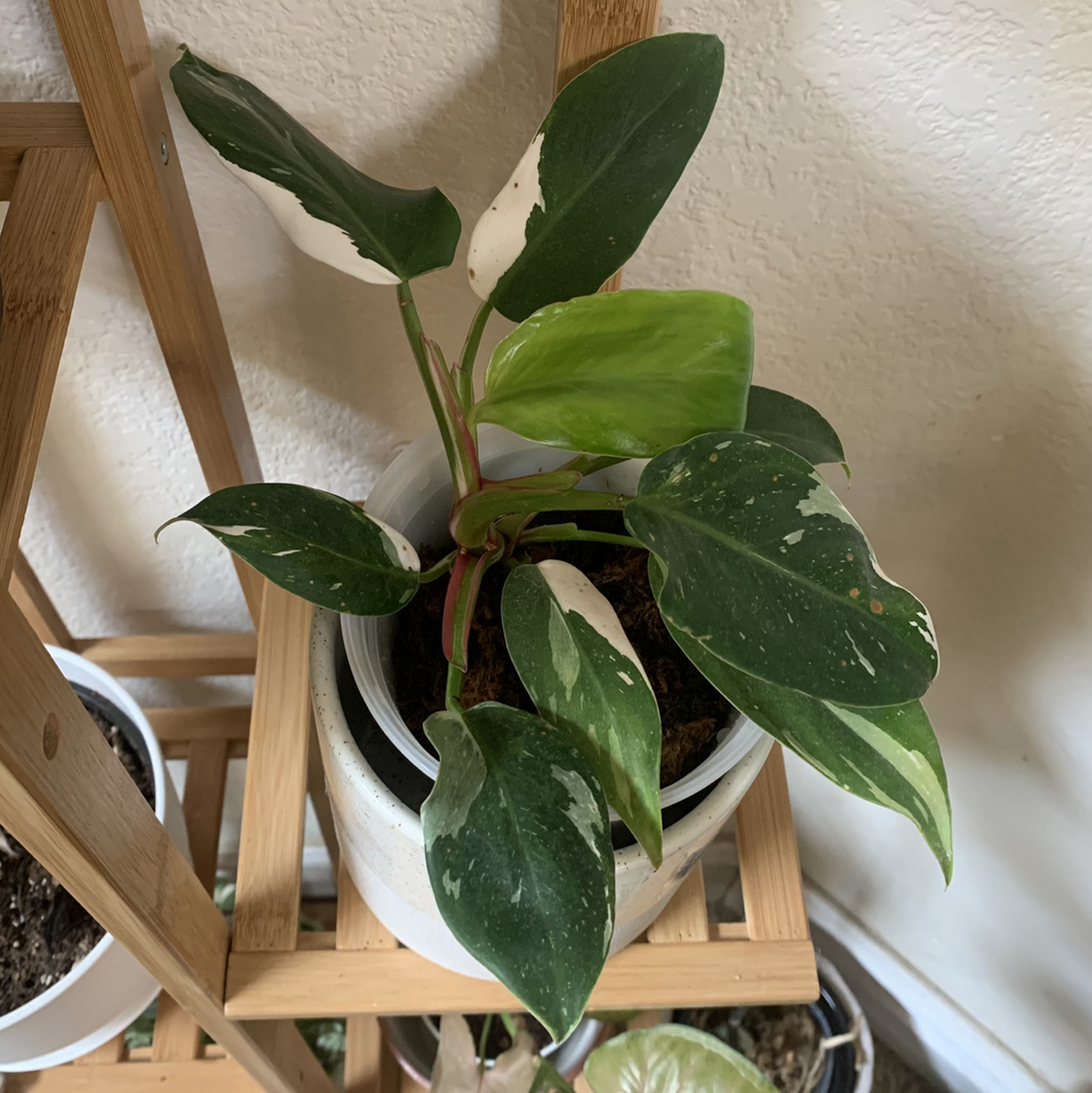 Philodendron 'White Princess' plant with variegated leaves in a pot.