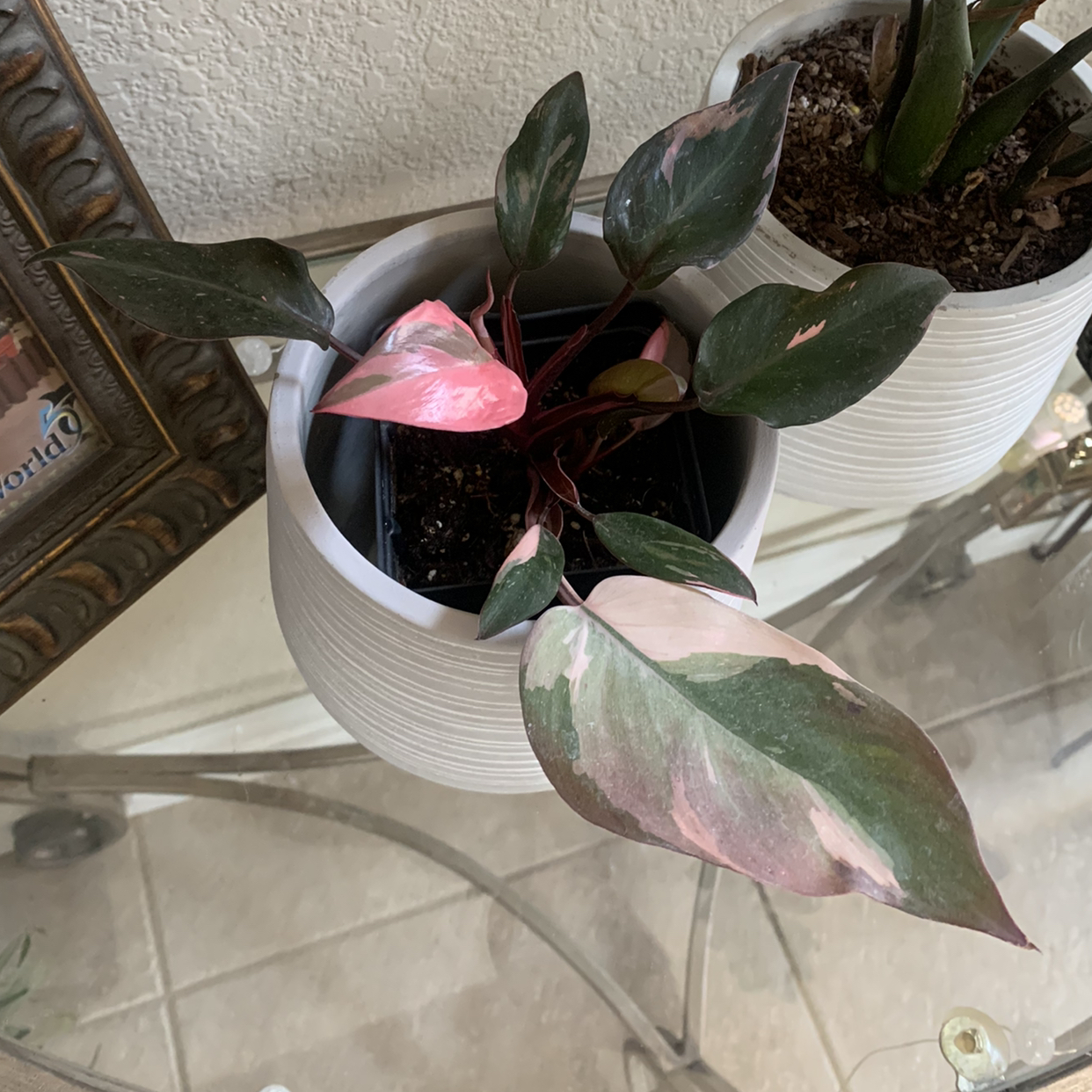 Pink Princess Philodendron in a white pot with variegated pink and green leaves.