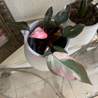 Pink Princess Philodendron plant in Vacaville, California