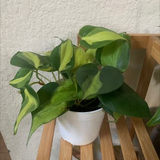 Heartleaf Philodendron plant in Vacaville, California