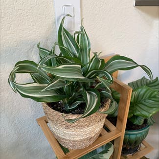 Cornstalk Dracaena plant in Vacaville, California