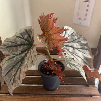 Polka Dot Begonia plant in Vacaville, California