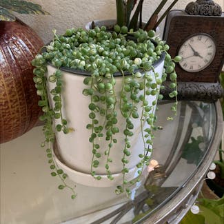 String of Pearls plant in Vacaville, California