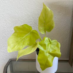 Philodendron Lemon Lime plant