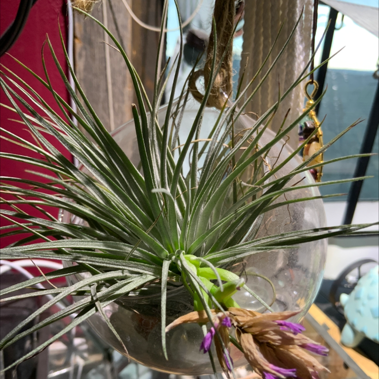 Pink Quill plant (Tillandsia cyanea) in a hanging glass container with visible flowers.