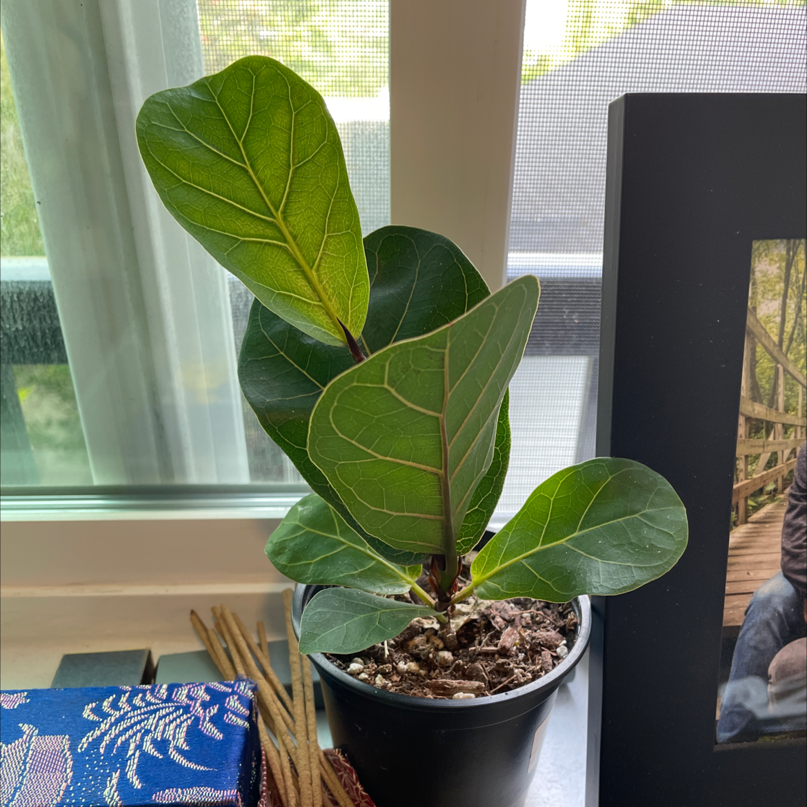 Fiddle Leaf Fig plant photo by @olivia._.dovie named Fiddler on Greg, the plant care app.