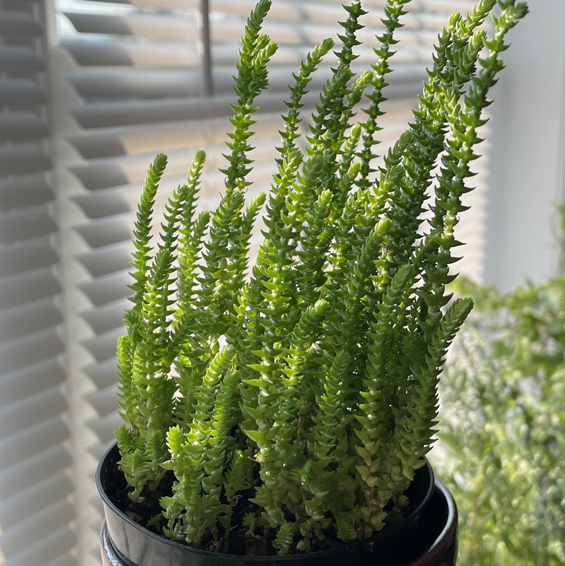 Photo of the plant species Rattail Crassula by @zook named Xena on Greg, the plant care app