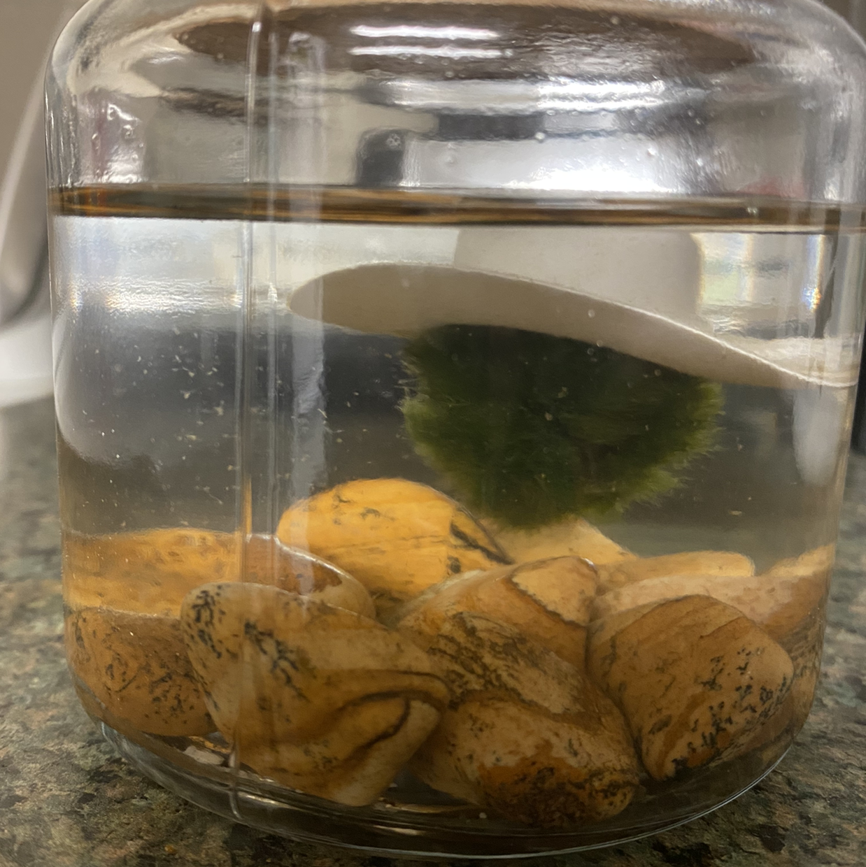 Marimo plant photo by Jen named Moss Amigos on Greg, the plant care app.