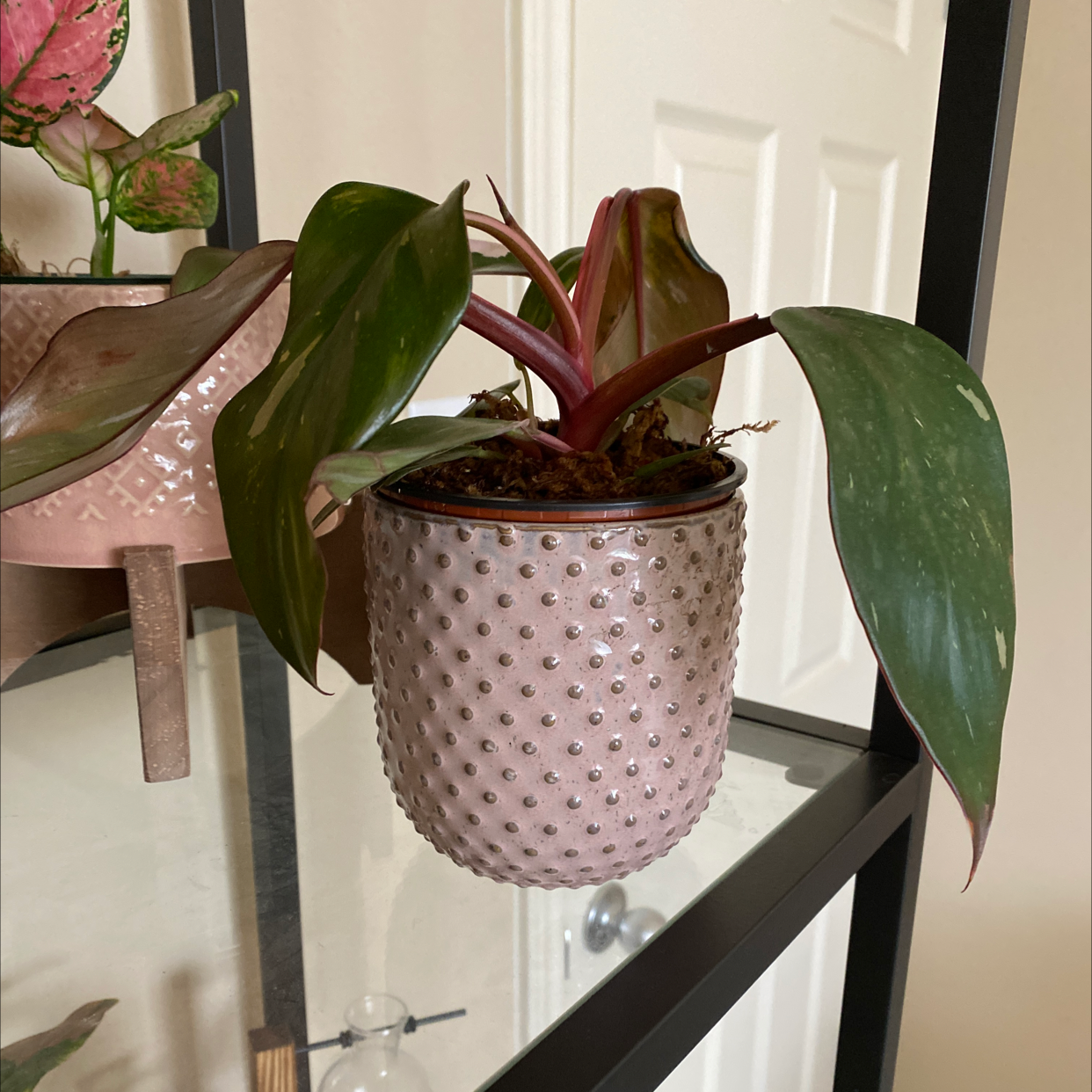 Pink Princess Philodendron in a decorative pot with vibrant leaves, minor discoloration.