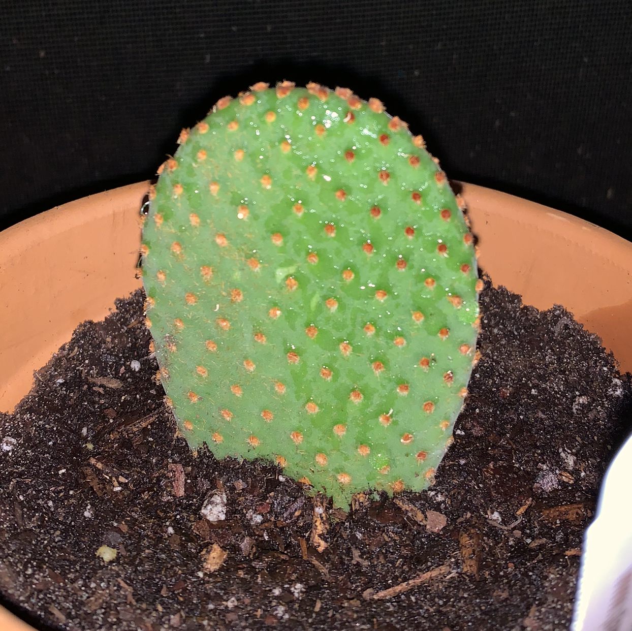 Bakersfield Beavertail Cactus in a pot with visible soil, well-framed and focused.