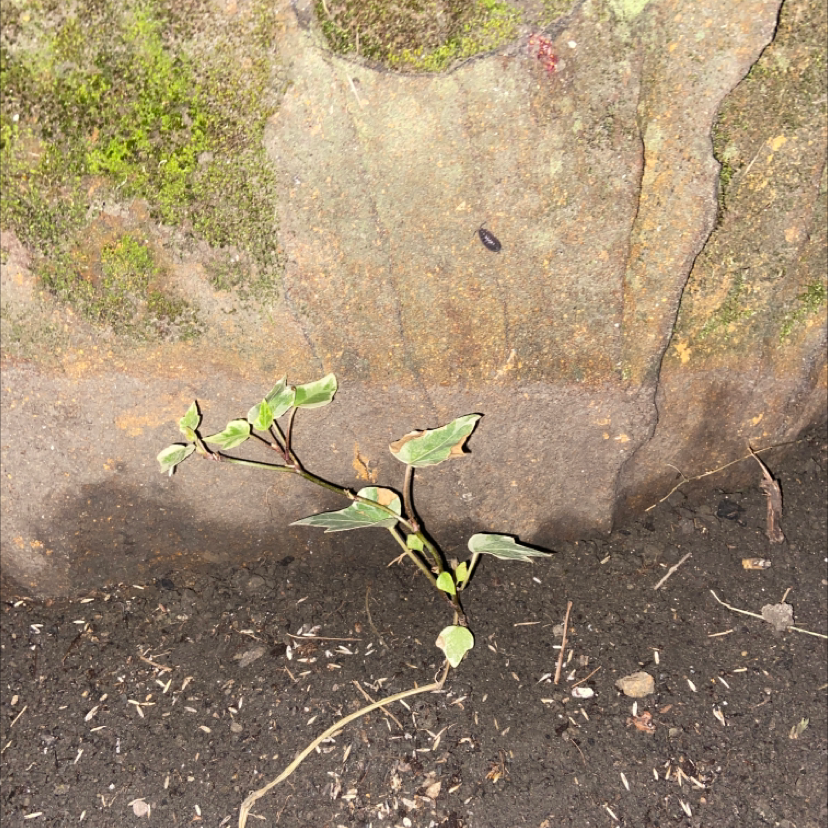 English Ivy plant photo by @jollyplantmumsforlife named Jason on Greg, the plant care app.