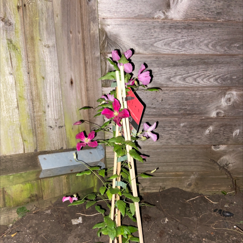 Photo of the plant species Evergreen clematis by @jollyplantmumsforlife named Clarence on Greg, the plant care app