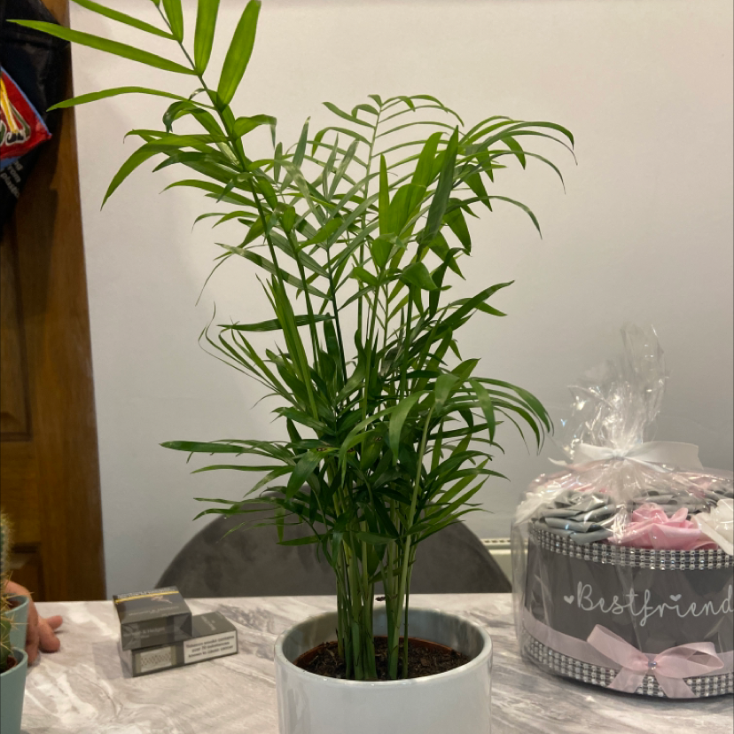 Parlour Palm plant photo by @jollyplantmumsforlife named Sally on Greg, the plant care app.
