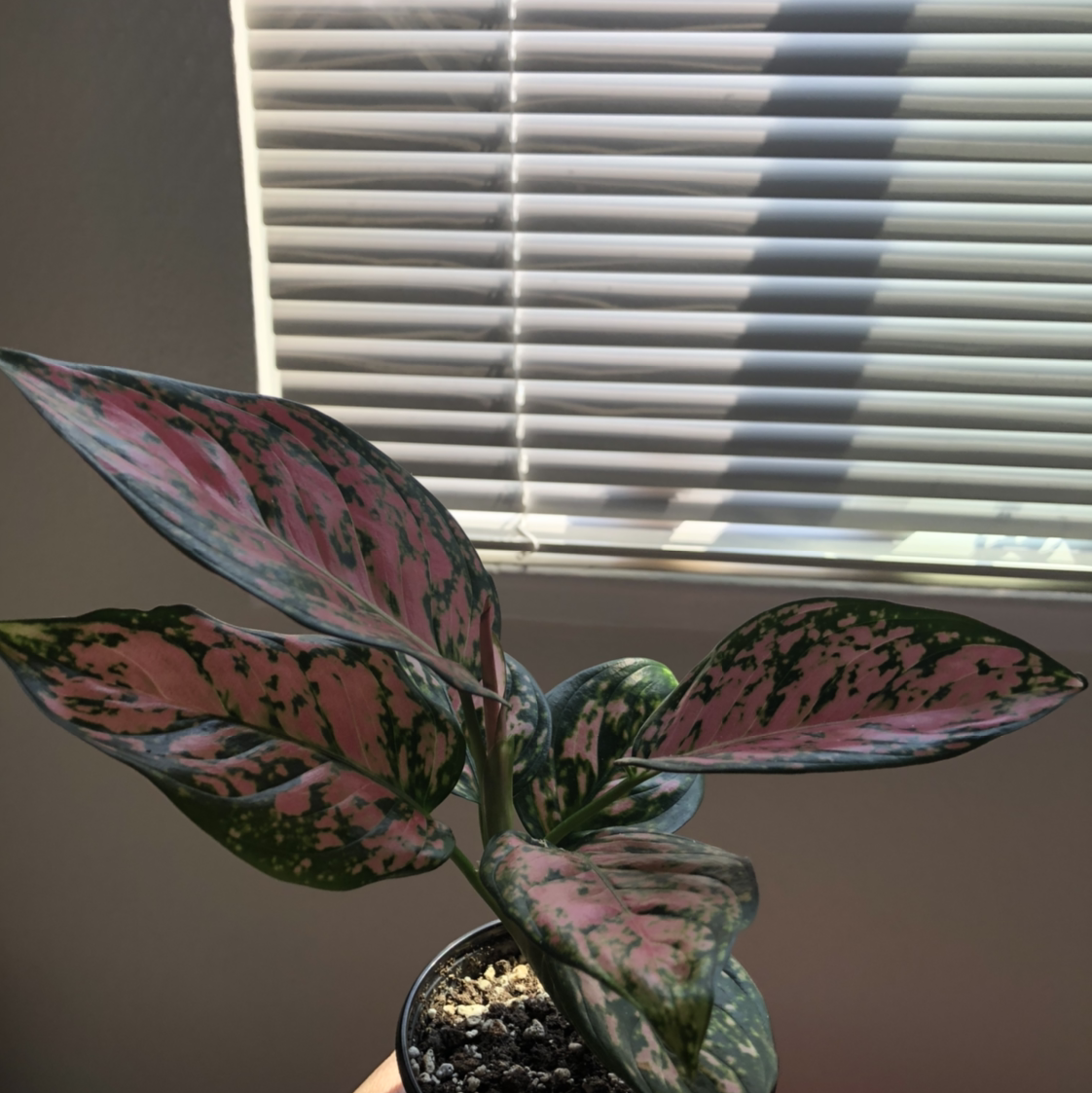 Aglaonema 'Favonian' plant photo by @Jamz named Agnes on Greg, the plant care app.