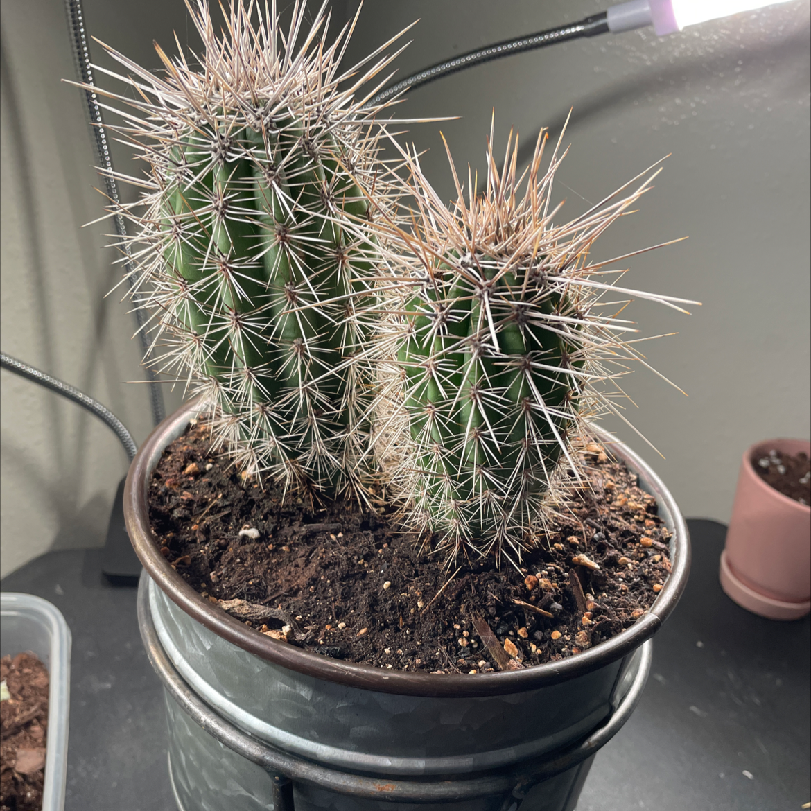 Photo of the plant species Saguaro by Josh named Pokey on Greg, the plant care app