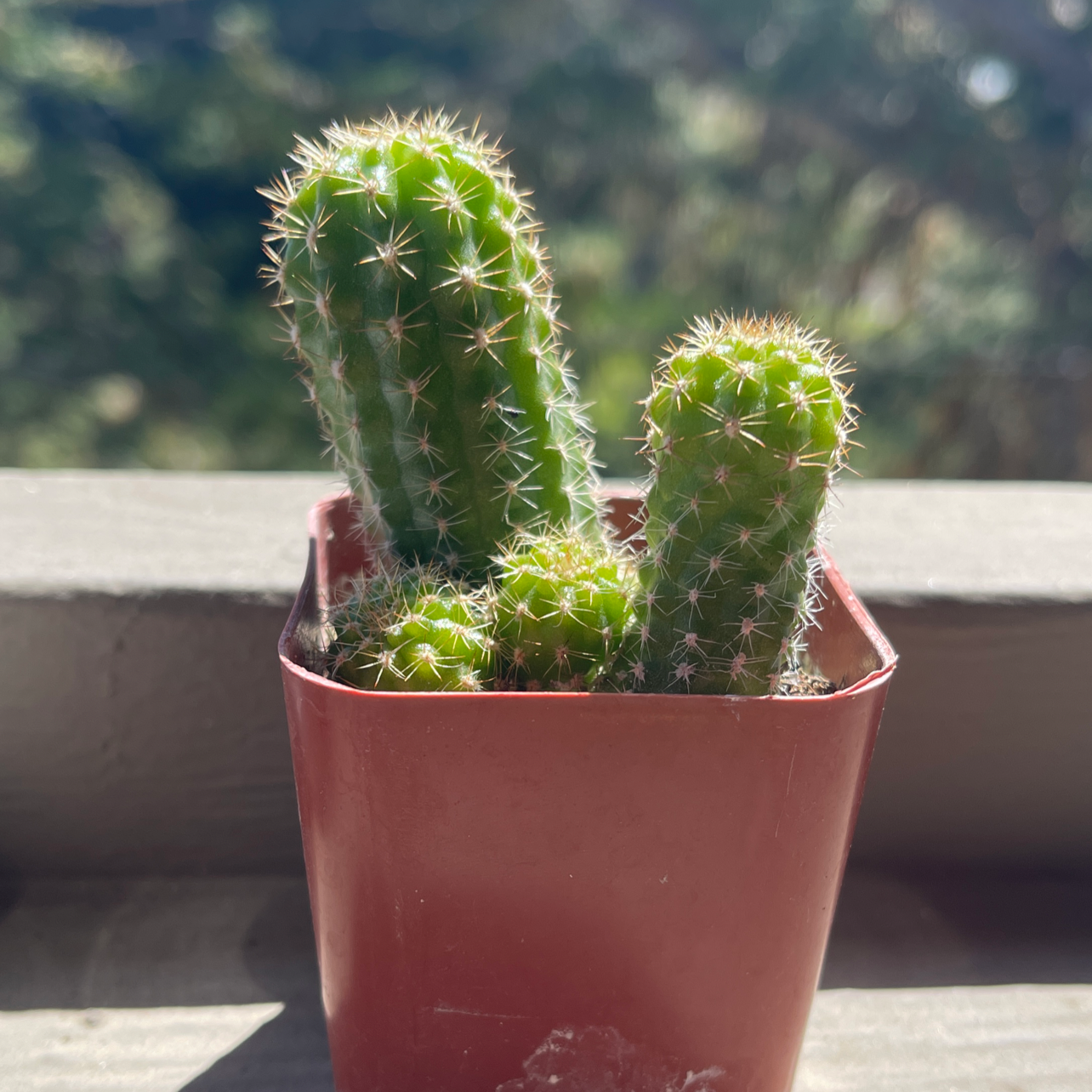 A healthy Golden Torch cactus with three stems in a small red pot.