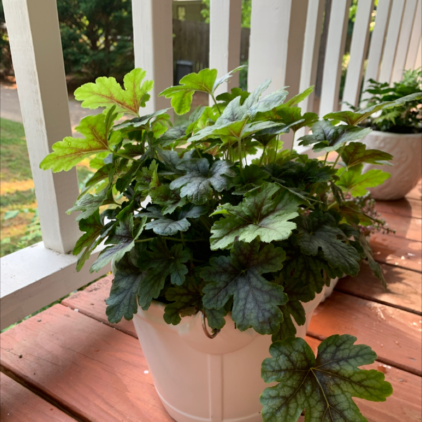 Potted Coral Bells plant with green and dark green leaves on a wooden surface.