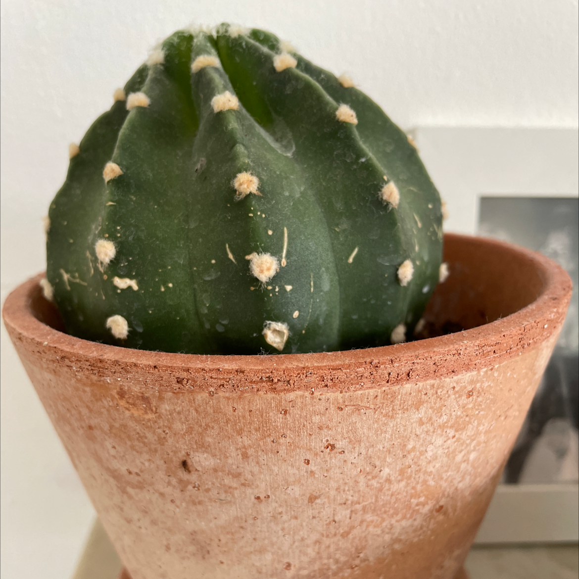 Blue Barrel Cactus in a terracotta pot, well-framed and healthy.