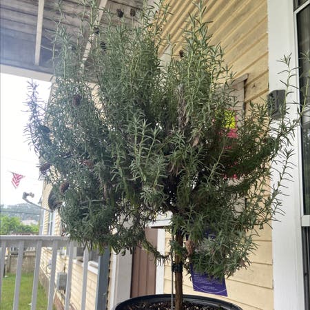 Photo of the plant species Lavandula Pedunculata by Natalie named Pretty Girl on Greg, the plant care app