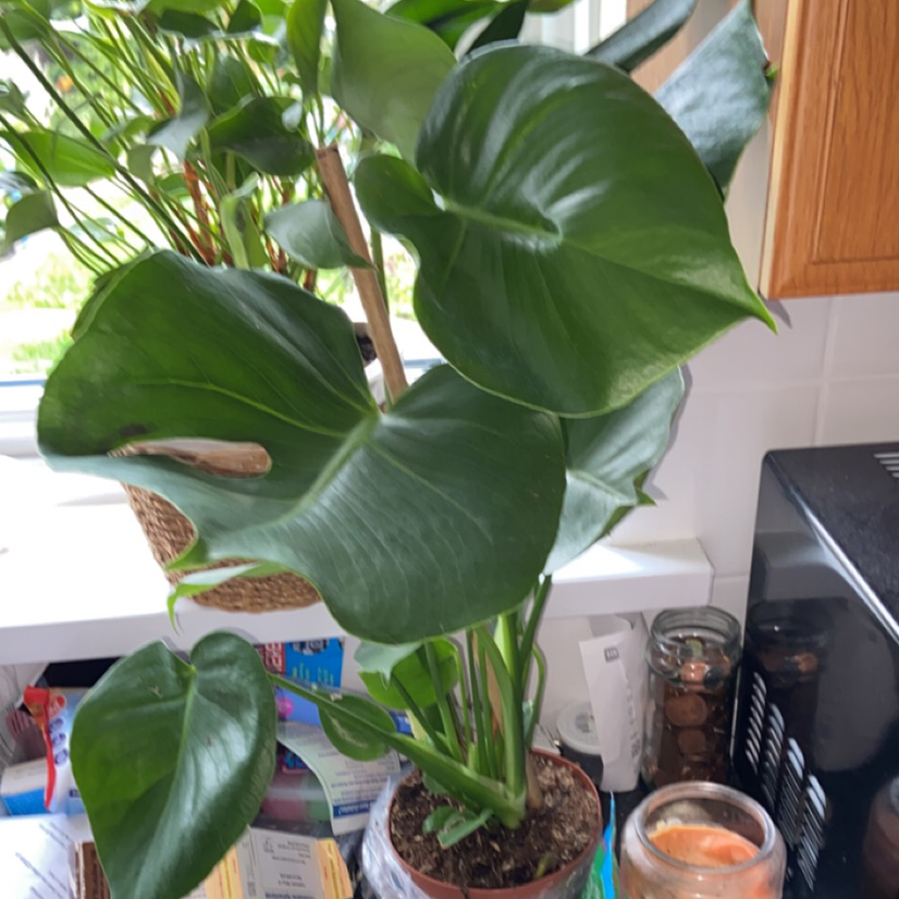 Monstera plant photo by Nathan named Monstera on Greg, the plant care app.