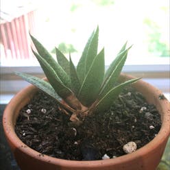 Lace Aloe plant