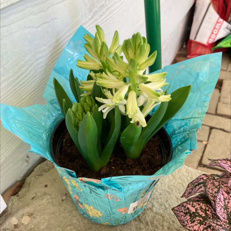 Potted Garden Hyacinth with green leaves and white flowers, soil visible.