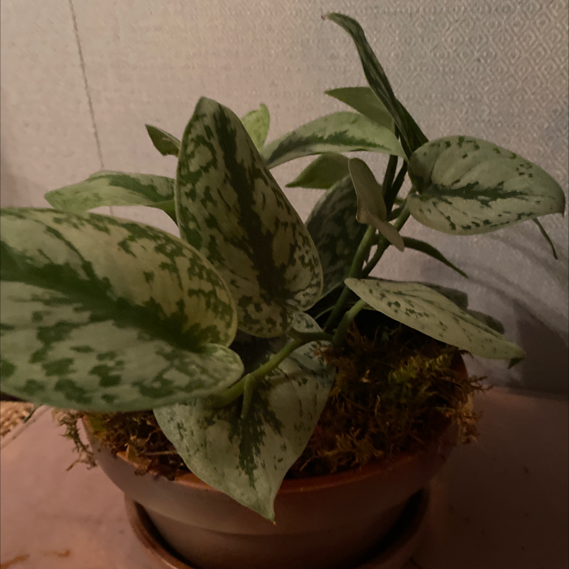 Satin Pothos plant photo by Annabel named Anthony on Greg, the plant care app.