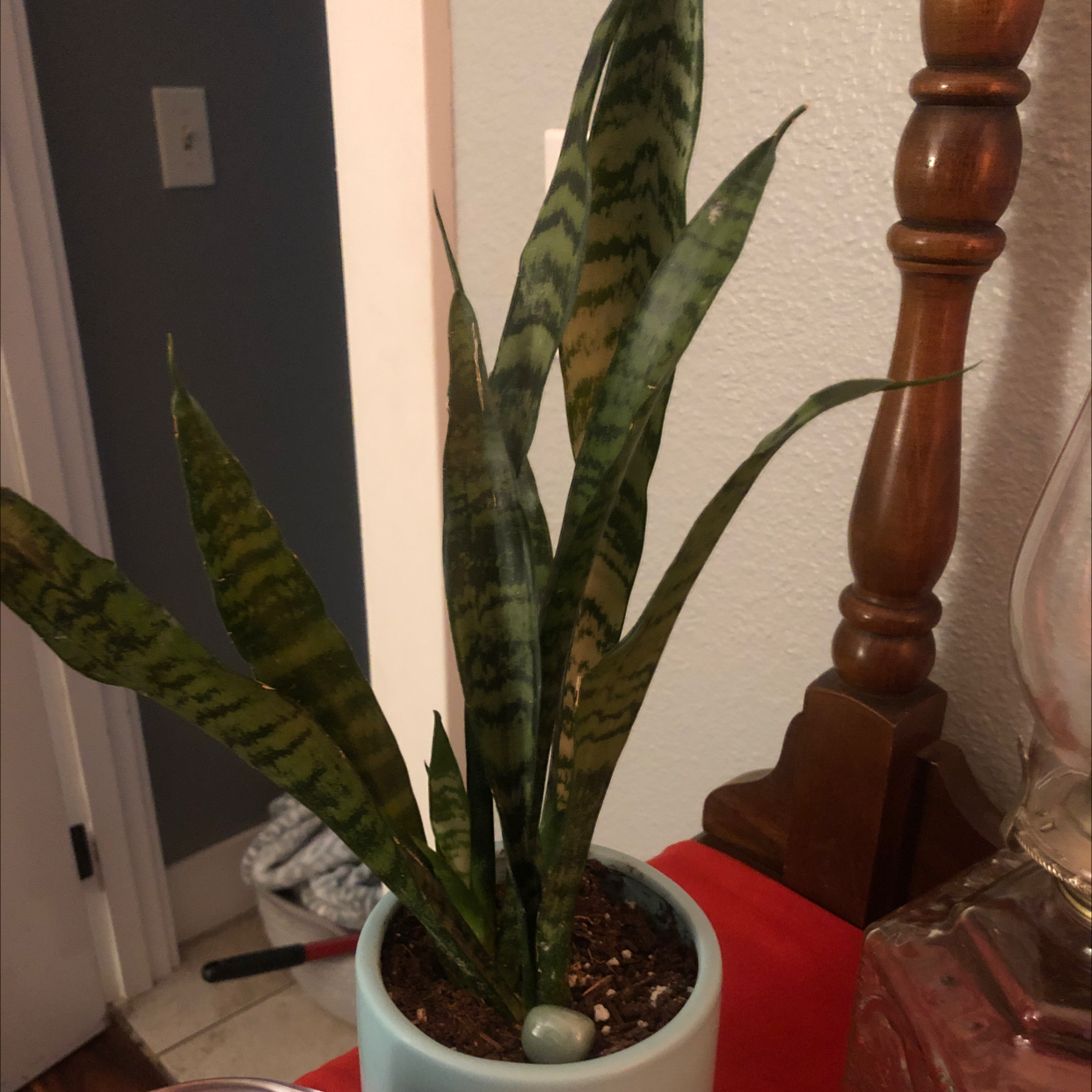 Snake Plant plant photo by Holly named Caligula on Greg, the plant care app.