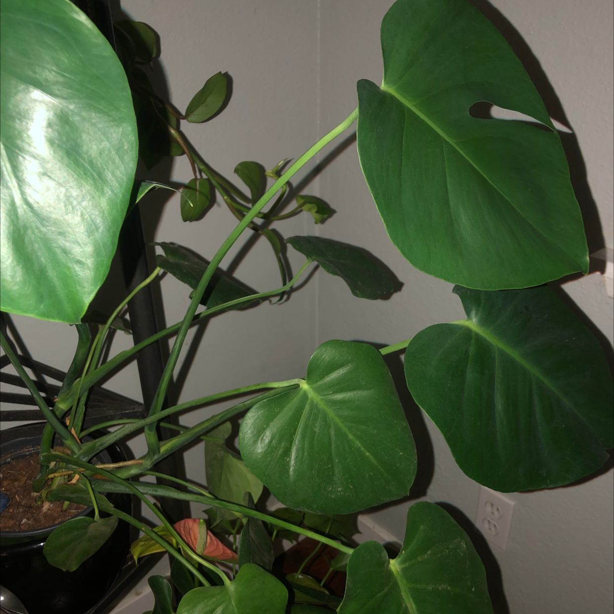 Monstera plant photo by Holly named Cleo on Greg, the plant care app.