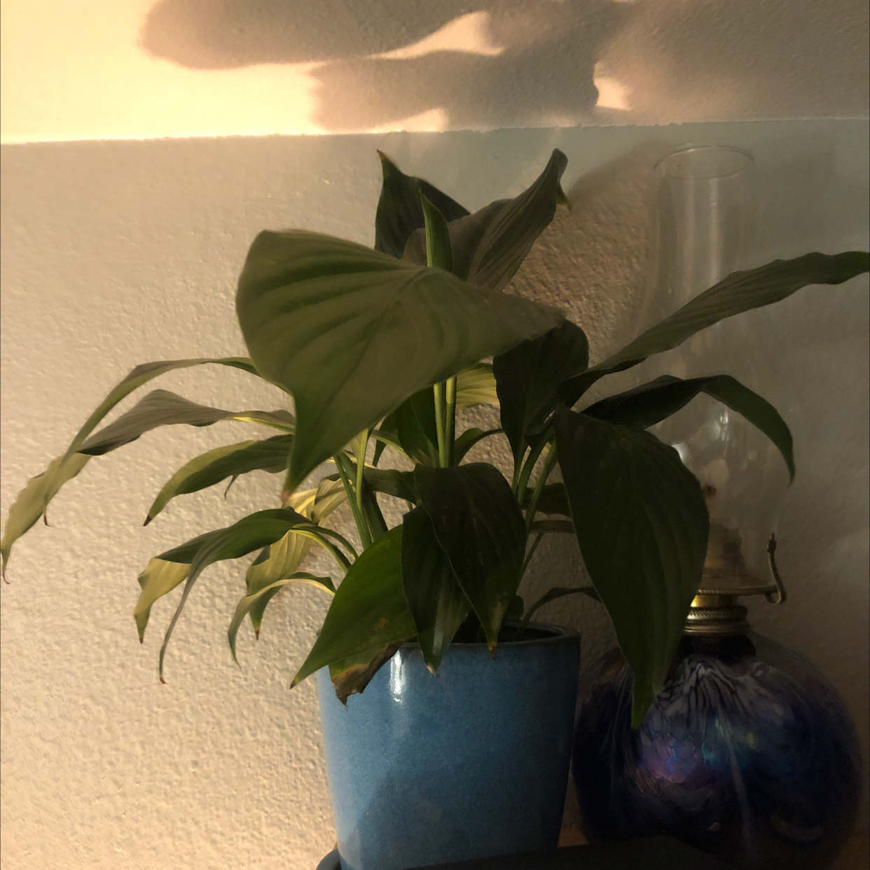 Peace Lily plant photo by Holly named Catherine on Greg, the plant care app.
