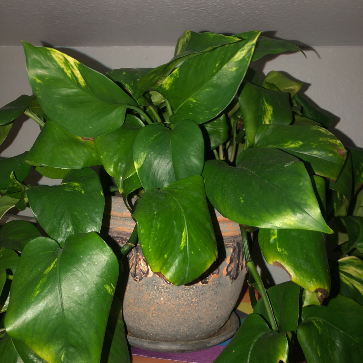 Taro Vine plant photo by Holly named Joan on Greg, the plant care app.