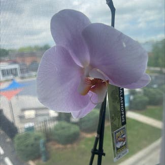 Moon Orchid plant in Englewood, Colorado