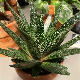 Aloe Vera plant in Englewood, Colorado