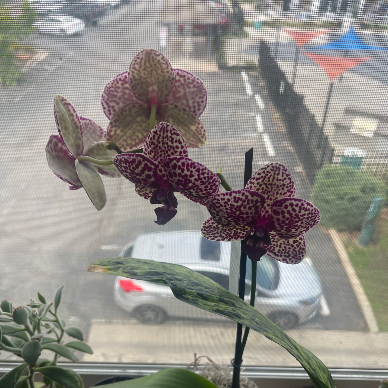 Photo of the plant species Checker Lily by @Shandylace named Demogorgon on Greg, the plant care app