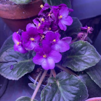 African Violet plant in Englewood, Colorado