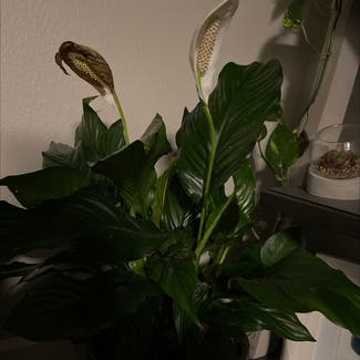 Peace Lily plant in Englewood, Colorado