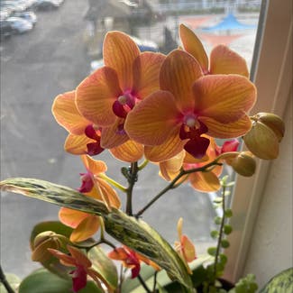 Phalaenopsis Orchid plant in Englewood, Colorado