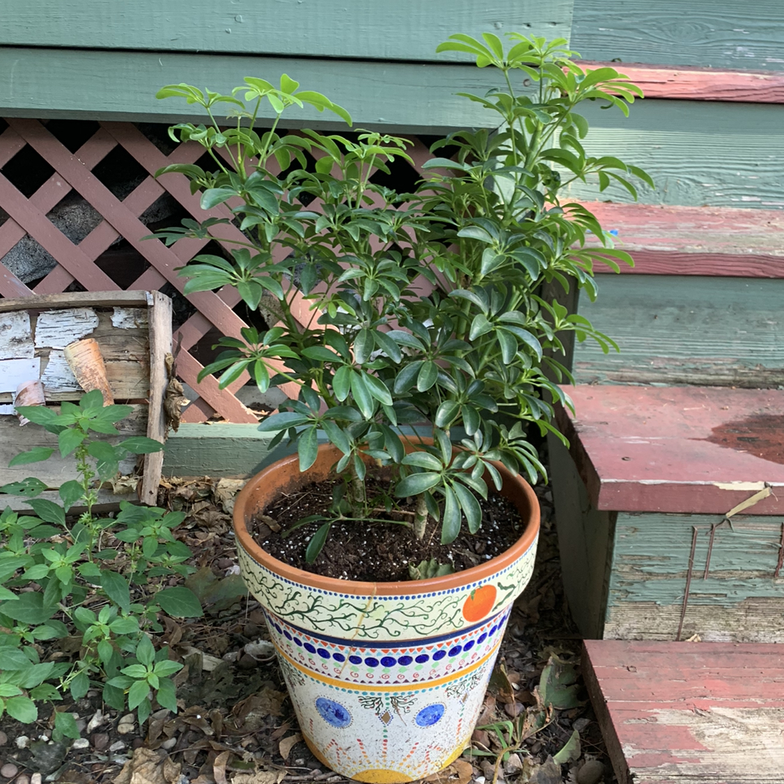 Healthy umbrella tree plant with lush green foliage growing in a decorative ceramic pot on a brick patio.