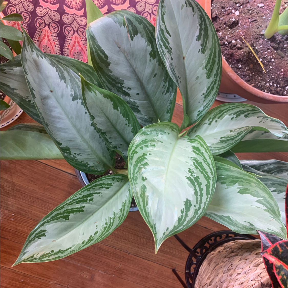 Healthy Aglaonema 'Silver Bay' plant with vibrant green and silver leaves.
