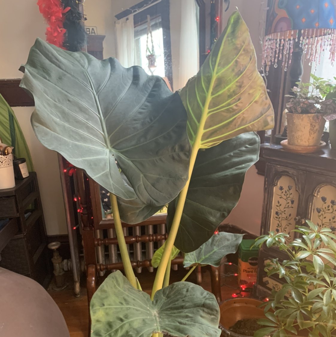 Indoor New Guinea Shield plant with large leaves, some yellowing and browning visible.