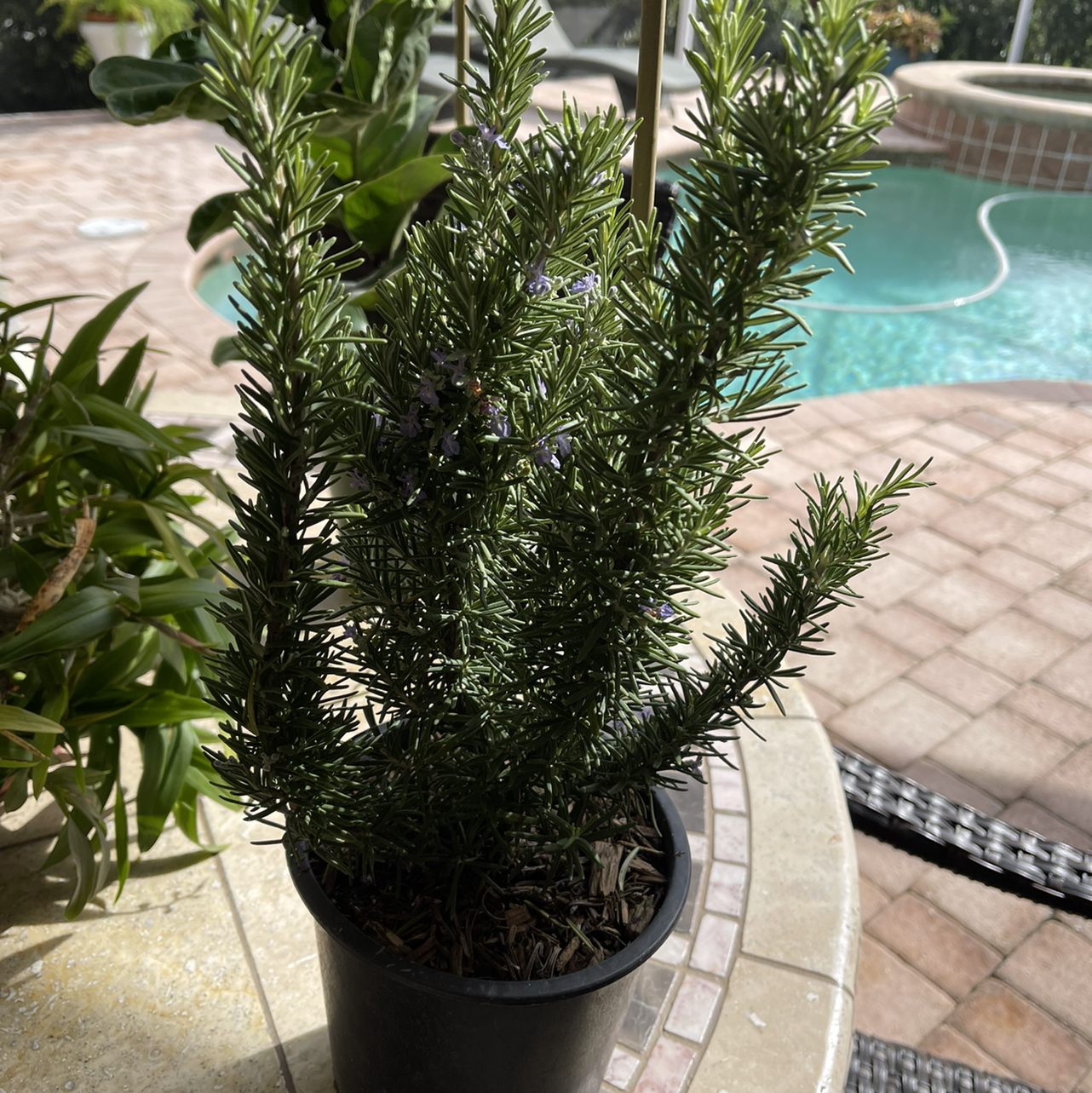 Rosemary plant photo by Pamela named Maya on Greg, the plant care app.