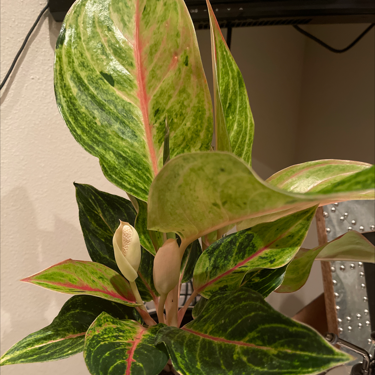Chinese Evergreen Valentine plant with variegated green and pink leaves and a visible flower bud.