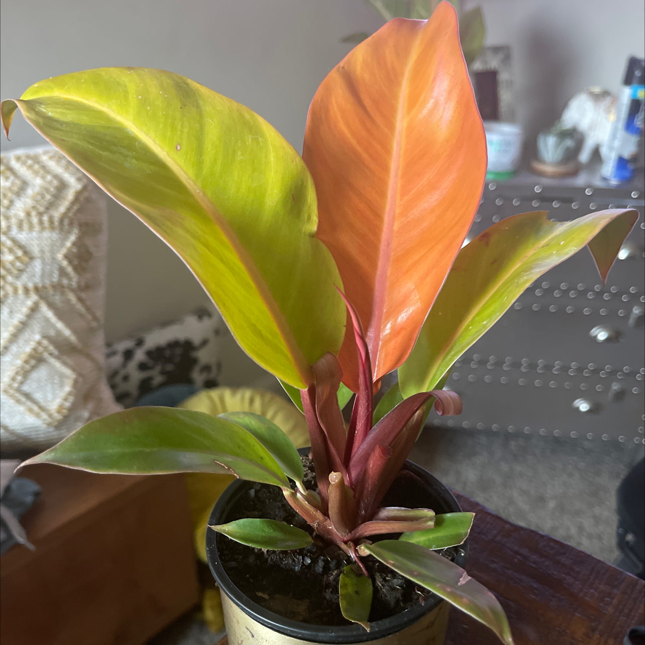 McColley's Finale plant with vibrant green, yellow, and orange leaves in a pot.